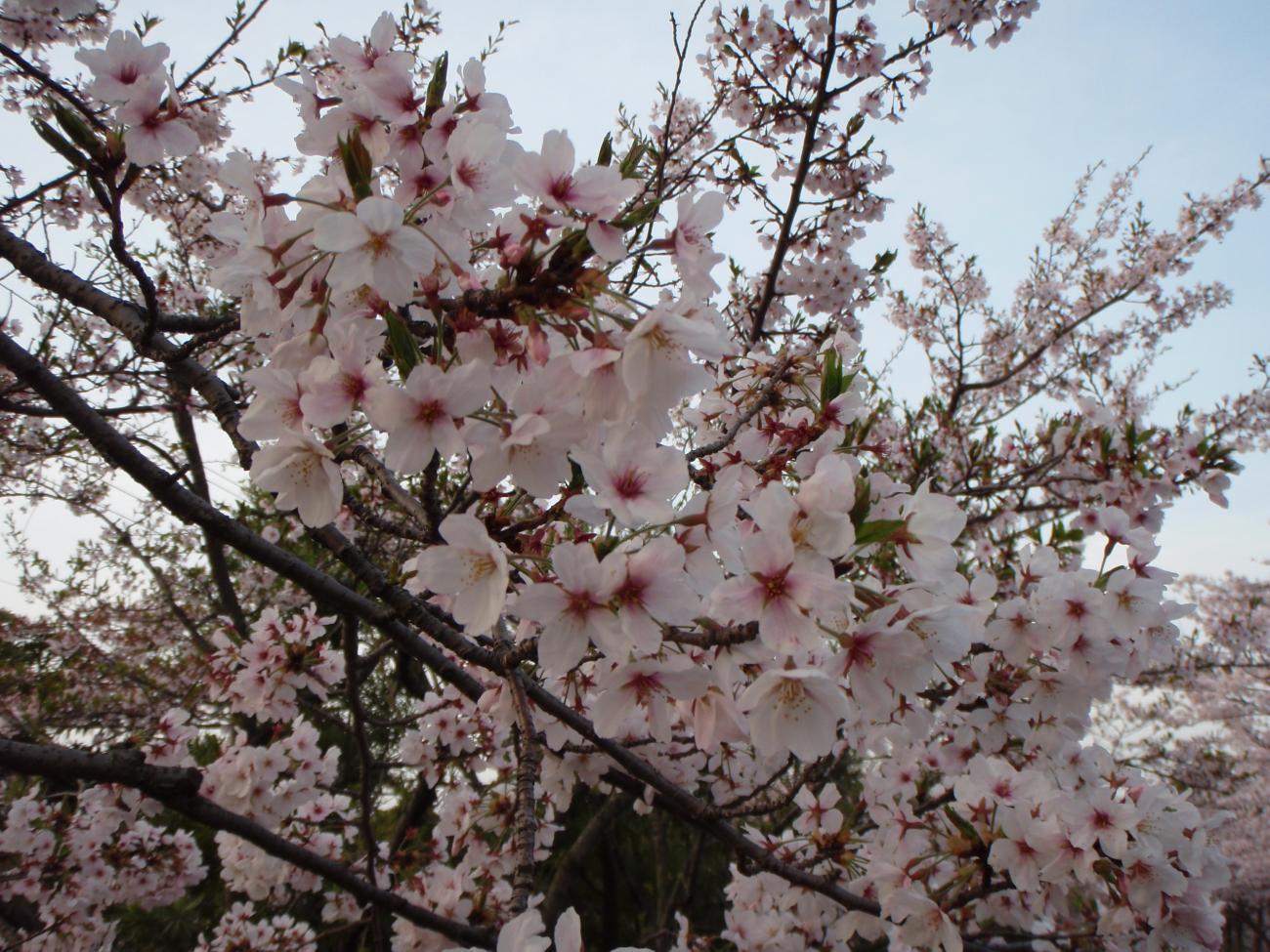 Terbaru 40+ PemandanganPohon Sakura, Foto Pemandangan